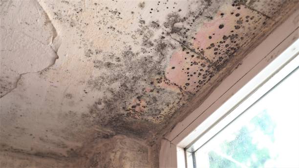 Mould inspections for your home