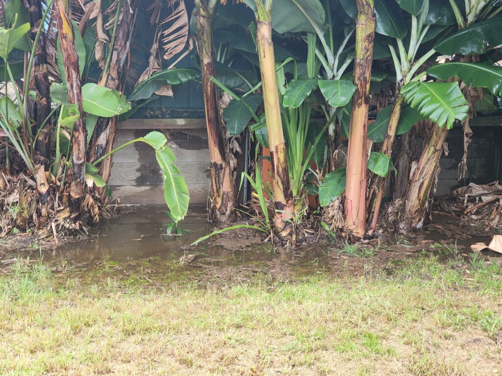 Newcastle Building Inspection uncovers Poor Drainage and Site Water Management