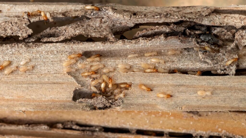 Live Termite Activity and Damage found at Newcastle Building Inspection